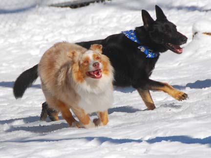 Picture of dogs playing at Double Dog Ranch!