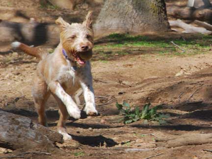 Dogs playing at Double Dog Ranch!