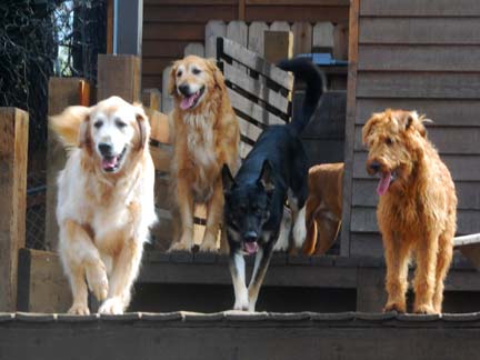 Dogs having fun at DDR California!