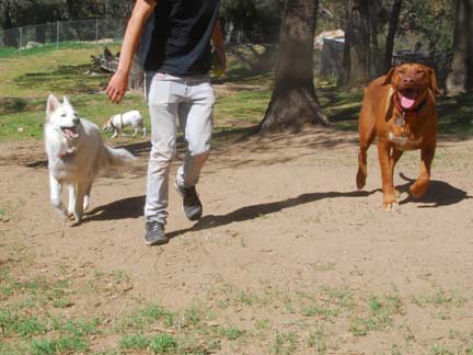 Dogs having fun at DDR California!