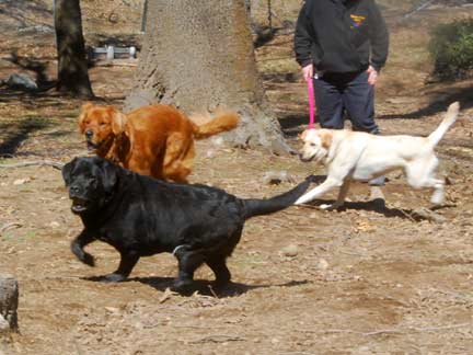 Dogs having fun at DDR California!