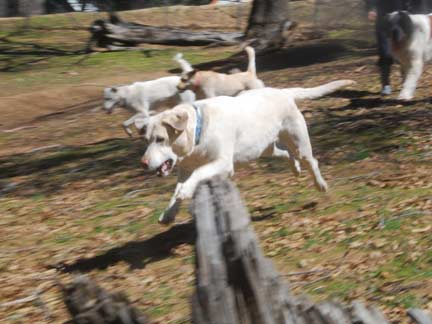 Dogs having fun at DDR California!