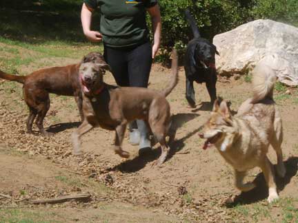 Dogs having fun at DDR California!