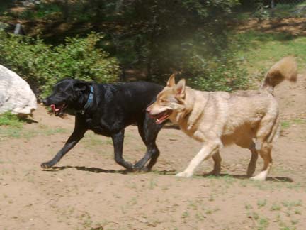 Dogs having fun at DDR California!