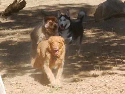 Dogs playing at Double Dog Ranch!