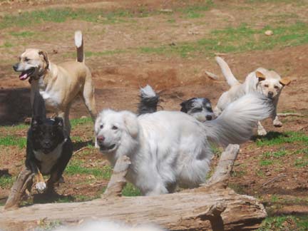 Dogs having fun at DDR California!