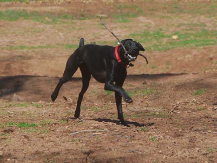 Dogs having fun at DDR California!