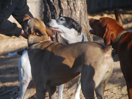 Dogs having fun at DDR California!