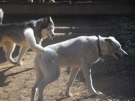Dogs having fun at DDR California!