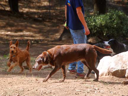 Dogs playing at Double Dog Ranch!