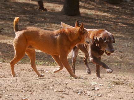 Dogs playing at Double Dog Ranch!