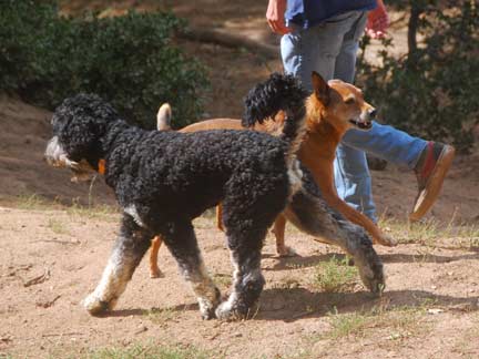 Dogs playing at Double Dog Ranch!