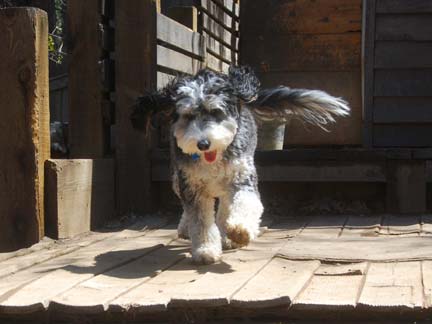 Dogs having fun at DDR California!