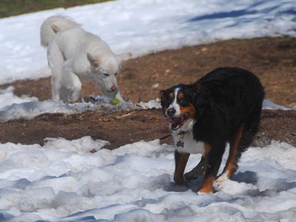 Dogs having fun at DDR California!