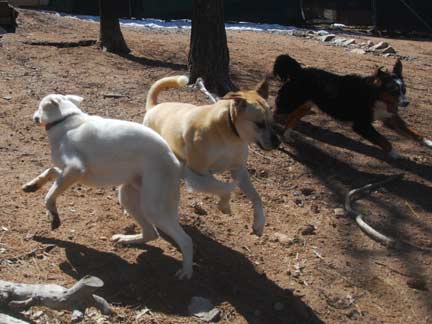 Dogs having fun at DDR California!