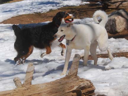 Dogs having fun at DDR California!