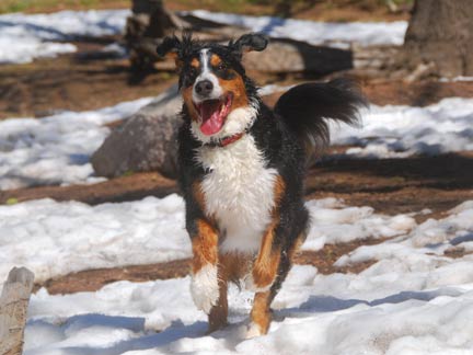 Dogs having fun at DDR California!