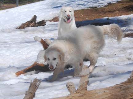 Dogs having fun at DDR California!