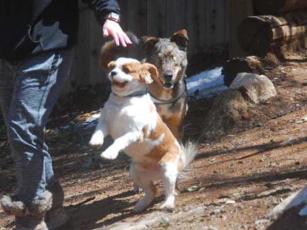 Dogs having fun at DDR California!