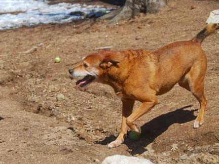 Dogs having fun at DDR California!