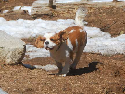 Dogs having fun at DDR California!