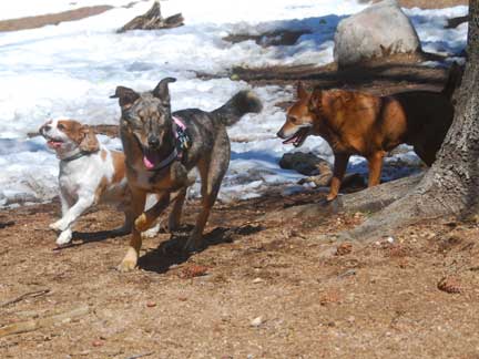 Dogs having fun at DDR California!