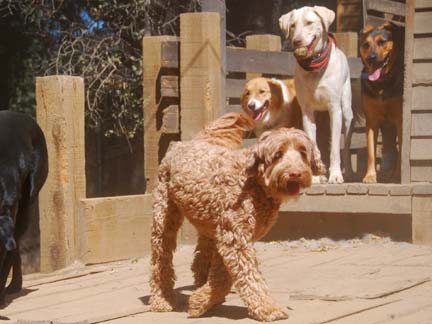 Dogs playing at Double Dog Ranch!