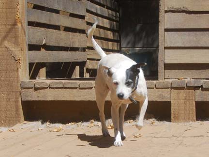 Dogs playing at Double Dog Ranch!