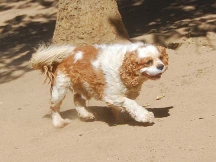 Dogs playing at Double Dog Ranch!