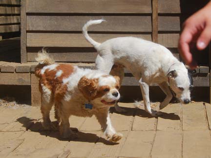 Dogs playing at Double Dog Ranch!