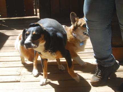 Dogs playing at Double Dog Ranch!