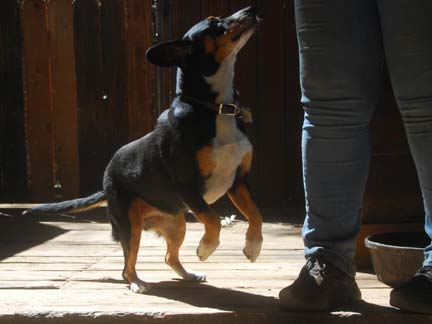 Dogs playing at Double Dog Ranch!