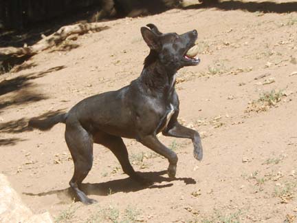 Dogs playing at Double Dog Ranch!