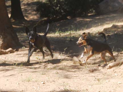 Dogs playing at Double Dog Ranch!