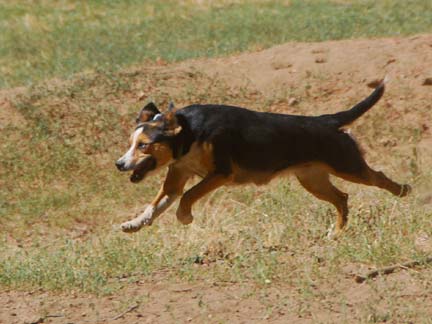 Dogs playing at Double Dog Ranch!