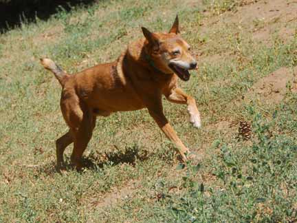 Dogs playing at Double Dog Ranch!