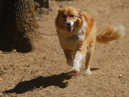 Dogs playing at Double Dog Ranch!