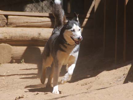 Dogs playing at Double Dog Ranch!