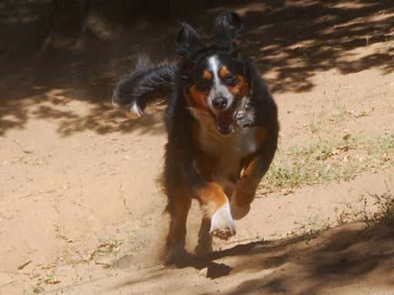 Dogs playing at Double Dog Ranch!