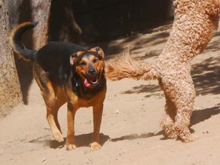 Dogs playing at Double Dog Ranch!