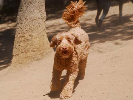 Dogs playing at Double Dog Ranch!