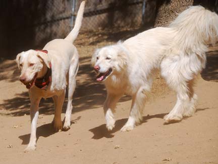 Dogs playing at Double Dog Ranch!