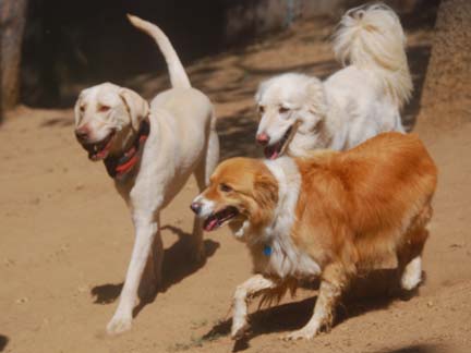 Dogs playing at Double Dog Ranch!