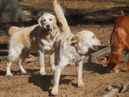 Dogs having fun at DDR California!