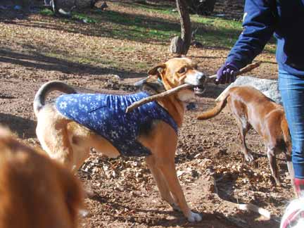 Dogs having fun at DDR California!