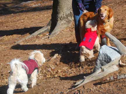Dogs having fun at DDR California!