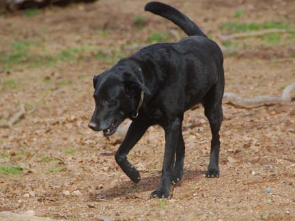 Dogs playing at Double Dog Ranch!