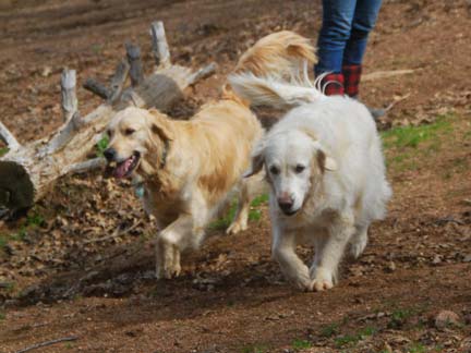 Dogs playing at Double Dog Ranch!