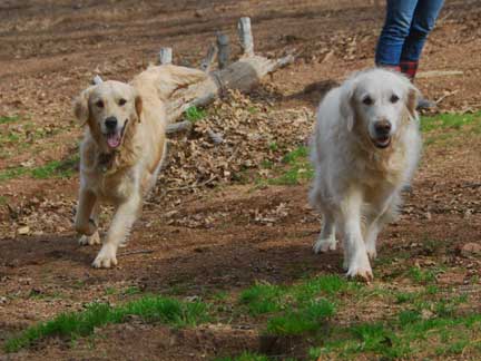 Dogs playing at Double Dog Ranch!