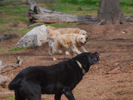 Dogs playing at Double Dog Ranch!